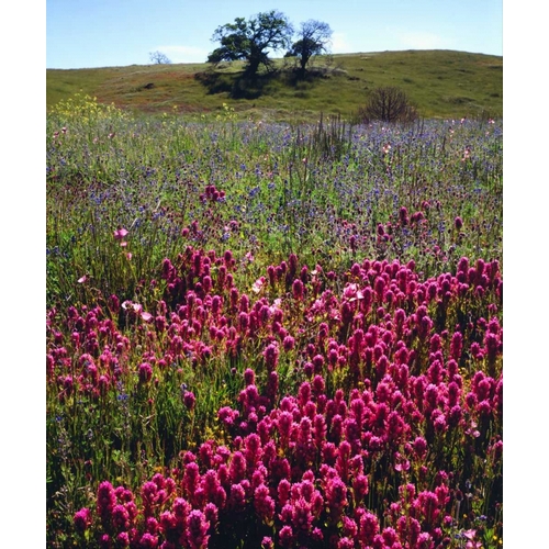 California, Cuyamaca Rancho SP Wildflowers